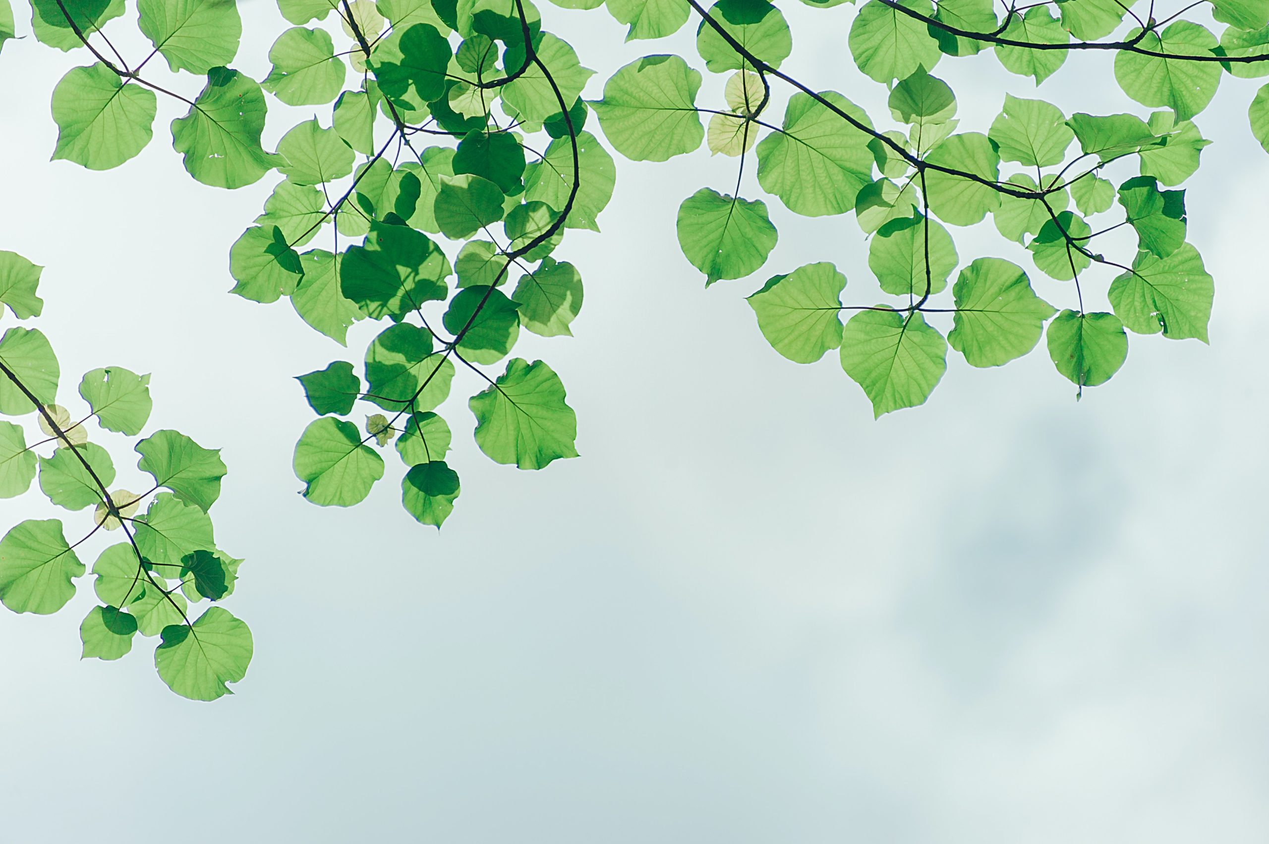 photography-of-leaves-under-the-sky-1131458
